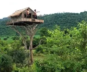 ویدیوهای خلاقانه؛ بالای درخت تو ارتفاع 12 متری خونه ساختن با چوب بامبو و دوتایی ساختن