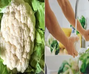 گل‌ کلم رو چطوری بشوریم که همه خاک و گلاش بره؟/ صفر تا صد شستشو و نگهداری از گل کلم