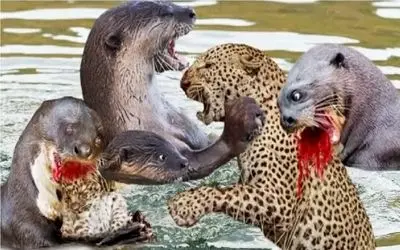 نبرد حیات وحش/حمله سمورها به شیر و پلنگ/عین مور و ملخ از سر و کول شیر بالا میرن