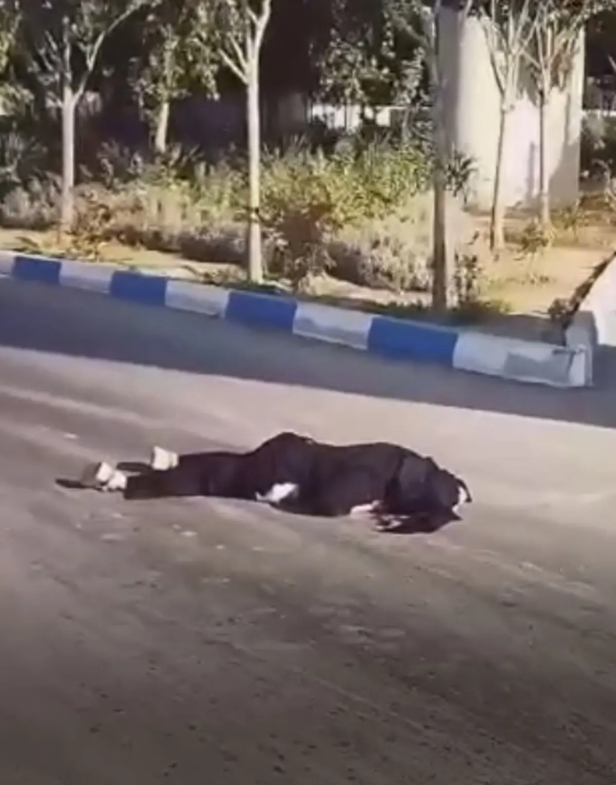 ثبصبلر