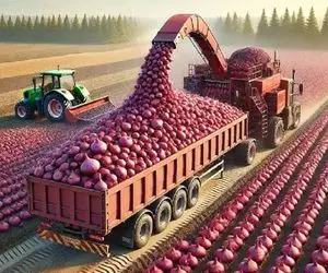 کشاورزی مدرن؛ 4/5 میلیون تن پیاز رو با تجهیزات به روز تو زمینای چند هزار هکتاری کاشتن