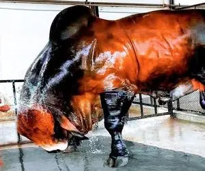 فرآوری گاو؛ گاو نر 2400 کیلویی که نخواد بلند بشه باید با جرثقیل و تریلی بلندش کنن