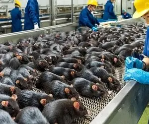 فراوری موش؛ موش های نه چندان زیبا رو پرورش میدن و چاق میکنن تا کباب کنن و ترشی بندازن