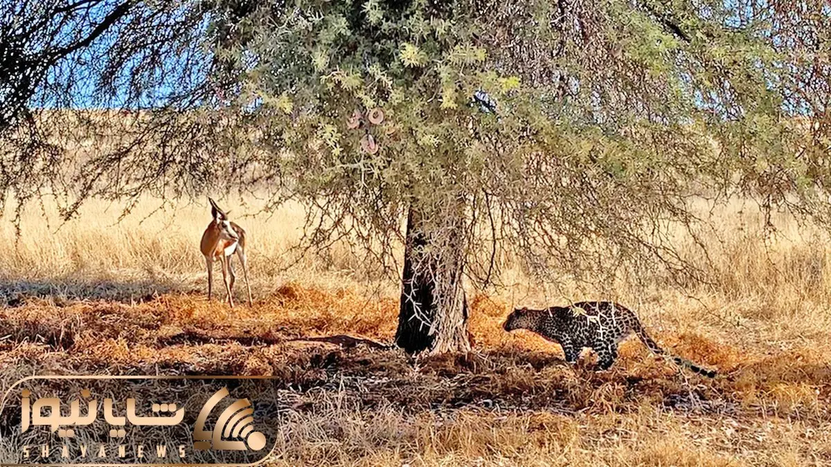 مستند حیات وحش؛ آهو پلنگ رو پشت درخت ندید و وقتی هم دید کار تمام بود