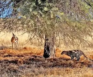 مستند حیات وحش؛ آهو پلنگ رو پشت درخت ندید و وقتی هم دید کار تمام بود