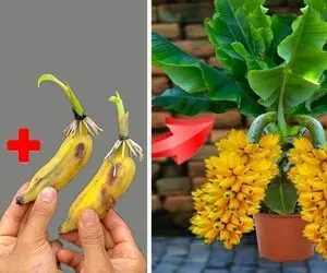کشاورزی نوین؛ تو نوشابه با کمک خلال دندون موز میکارن محصول میده خوشه ای