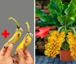 کشاورزی نوین؛ تو نوشابه با کمک خلال دندون موز میکارن محصول میده خوشه ای