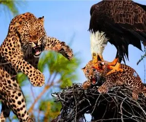 مستند حیات وحش/عقاب نقش پتروس فداکار میگیره وناجی بچه پلنگ میشه