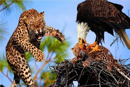 مستند حیات وحش/عقاب نقش پتروس فداکار میگیره وناجی بچه پلنگ میشه