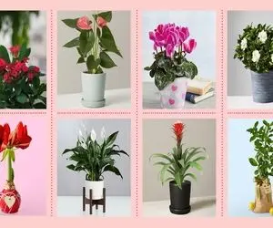 گیاهان آپارتمانی که گل میدهند / یعنی خانوم باشی و مدعیه سلیقه ولی اینا تو خونت نباشه!