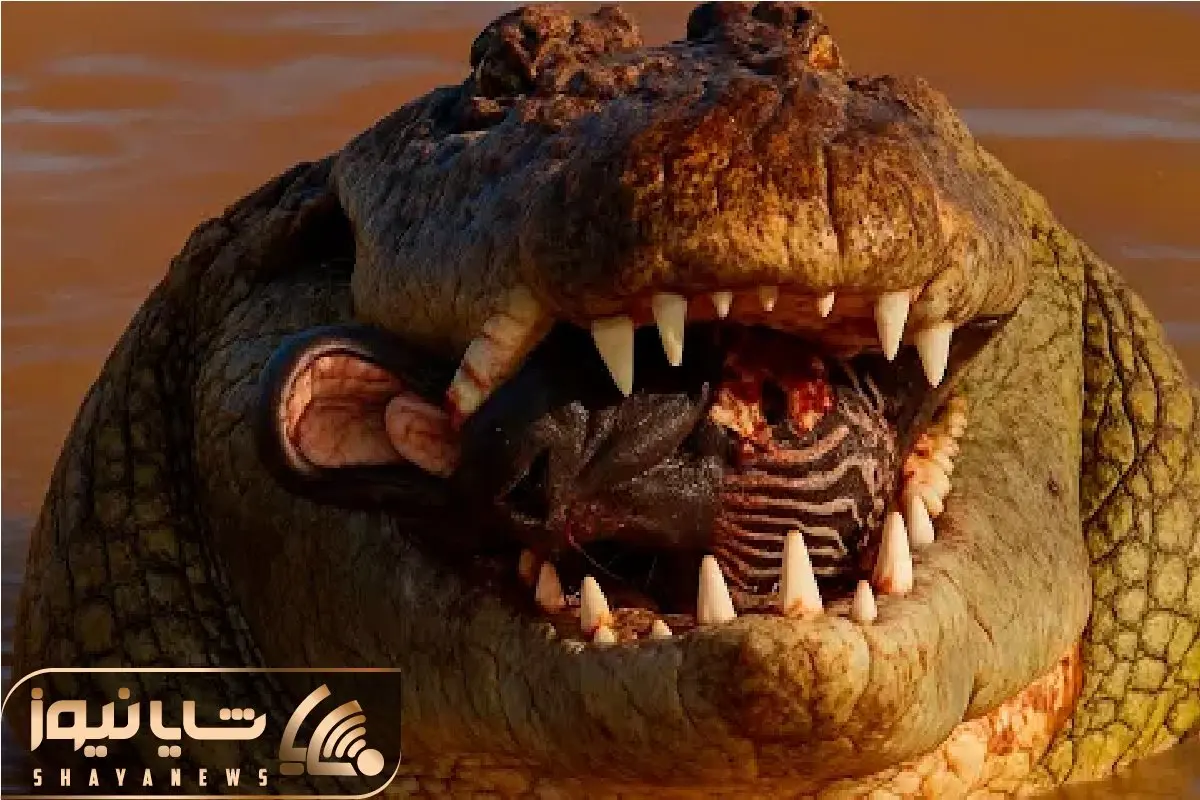 مستند حیات وحش؛ خر خطدار ساده دل اومد از قلمرو تمساح گذر کنه لا دندونش چرخ شد