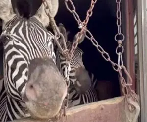 واکنش محیط زیست به فیلم کتک زدن گورخری که تلف شد