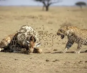 حیات وحش مصنوعی؛ نجات زرافه عقب مونده از کندوی زنبوری که گردنشه