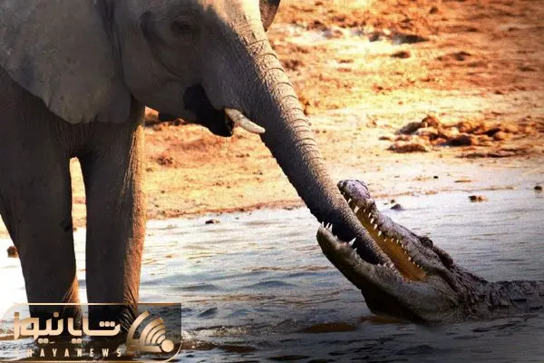 Elephant Kills Crocodile