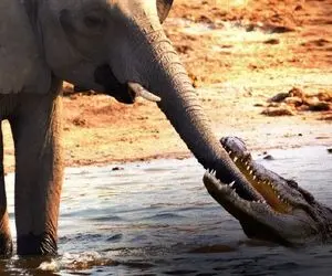 از جذابیت های حیات وحش؛ فیلِ مادر تمساح آب زیر کاه رو کَله پا کرد ناجووور!