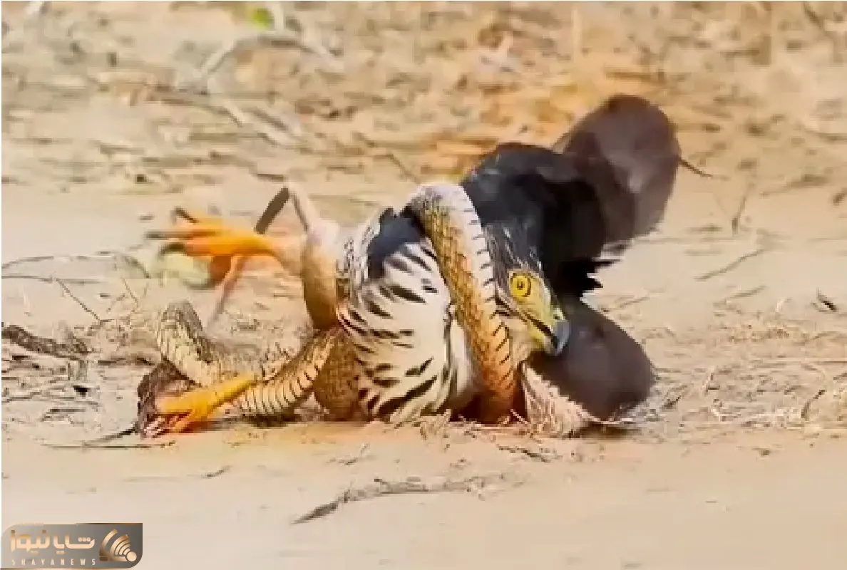 مستند حیات وحش؛ مار حلقه مرگ انداخت دور شاهین پر پروازشو گرفت