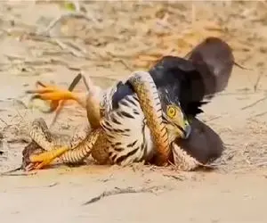 مستند حیات وحش؛ مار حلقه مرگ انداخت دور شاهین پر پروازشو گرفت