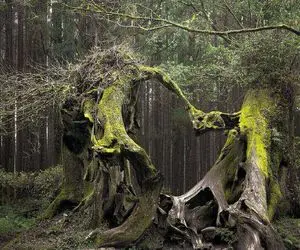 گیاهانی با ظاهری فریبنده که استفاده آنها کشنده اند؛ گیاهی که شما رو به خودکشی وا میداره !