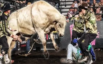 صحنه دهشتناک؛ گاو عصیانگر ددمنشانه شاخشو فرو کرد تو چشم گاوچرون