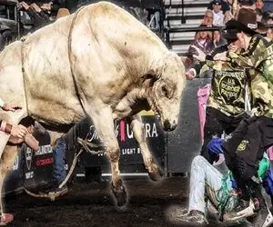 صحنه دهشتناک؛ گاو عصیانگر ددمنشانه شاخشو فرو کرد تو چشم گاوچرون