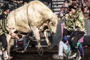 صحنه دهشتناک؛ گاو عصیانگر ددمنشانه شاخشو فرو کرد تو چشم گاوچرون