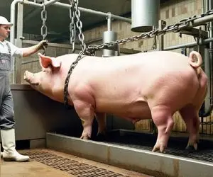 فرآوری خوک؛ خوک لجن قلمبه رو برد کارواش انداخت تو چرخ گوشت سوسیس تحویل گرفت