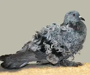 (ویدئو) رقص جالب یک کبوتر با ریتم گیتار یک نوازنده دوره‌گرد