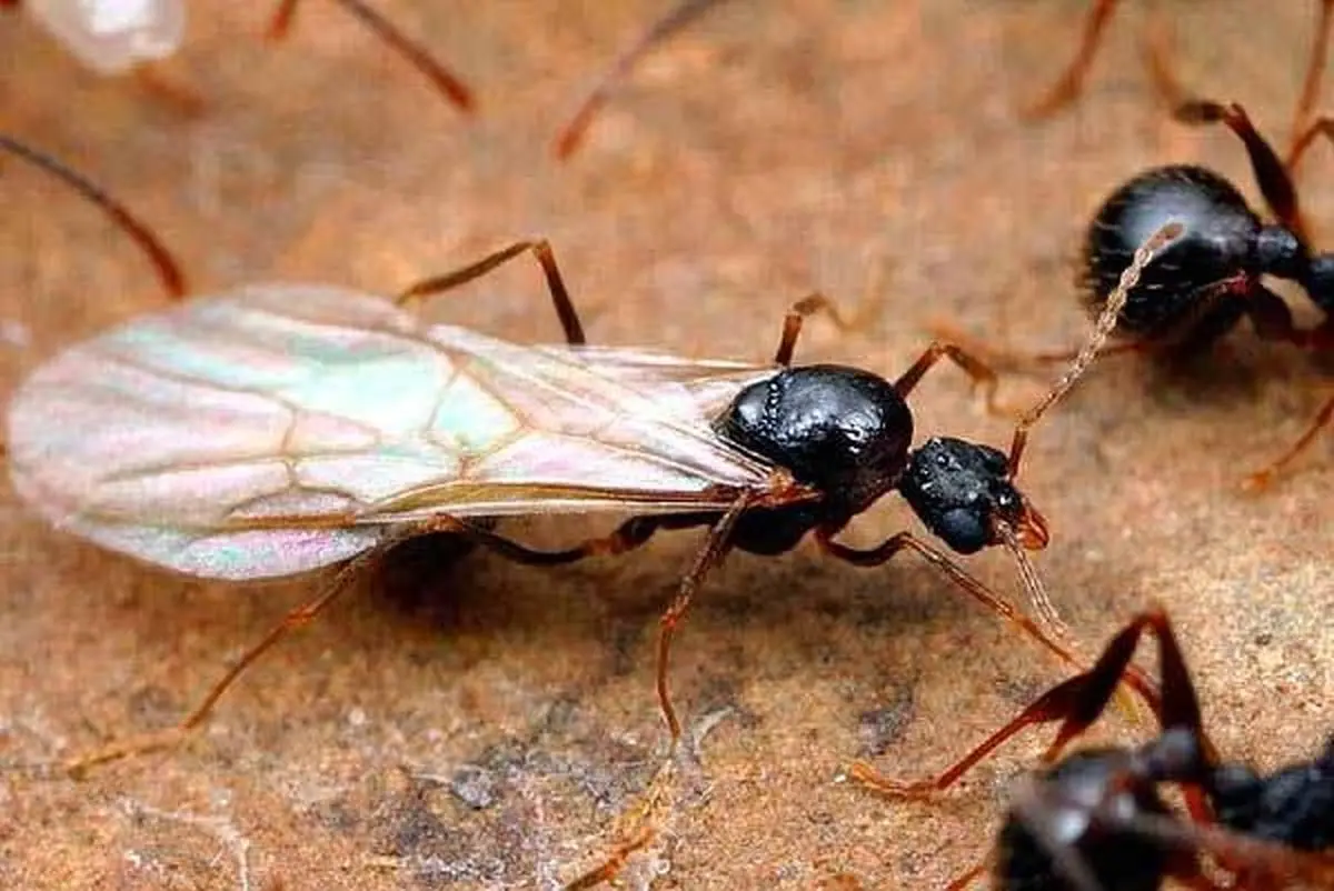از بین بردن مورچه بالدار در خانه