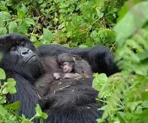 شگفتی های طبیعت؛ ملاقات با بوفالویی که چتری هاشو ریخته تو صورتش تا گوریل متفکر