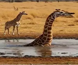 حیات وحش مصنوعی؛ زرافه جسور برای نجات مادرش از باتلاق کمک میاره