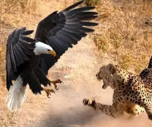 جذابیت حیات وحش؛ وقتی عقاب پادشاه بلامنازع آسمان از پلنگ هم نمیترسد 