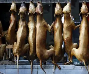 فرآوری سگ؛ سگای فربه خیابونی رو قبل از سلاخی کباب میکنن سروش هم با سس اناره