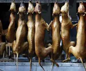 فرآوری سگ؛ سگای فربه خیابونی رو قبل از سلاخی کباب میکنن سروش هم با سس اناره