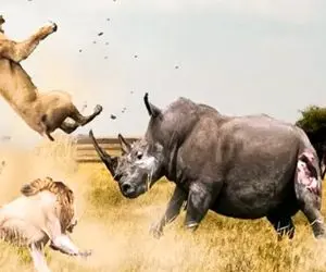 فجایع حیات وحش/آرواره های شیر در بین غضروف هر گردن قطور کرگردن گیر کرده