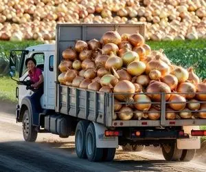 کشاورزی نوین؛ پیاز ها رو دستگاه میچینه میذاره توی گونی بعدم خودش مییاد جمع میکنه