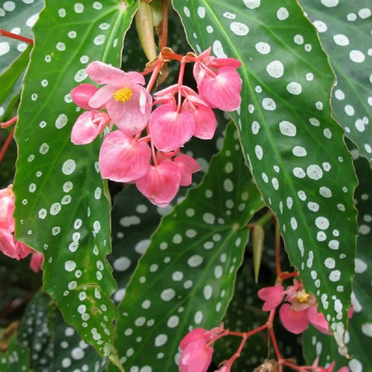 گیاهان مقاوم به سرما