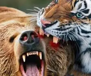 مستند حیات وحش؛ ببر؛ خرس