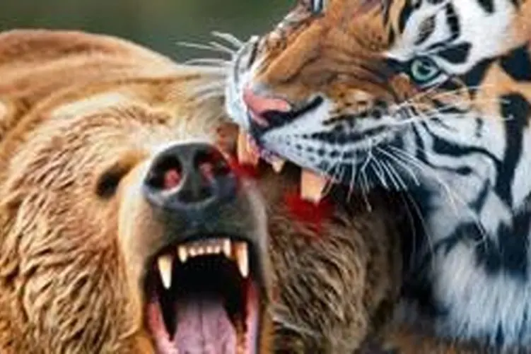 مستند حیات وحش؛ ببر؛ خرس