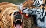 مستند حیات وحش؛ ببر؛ خرس
