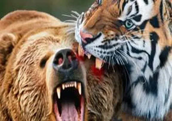 مستند حیات وحش؛ ببر؛ خرس