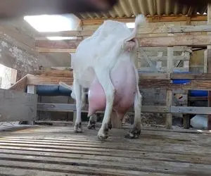 فرآوری بز؛ بزهای سفید و کمی لوس که تا شیرشون رو ندوشن قدم از قدم برنمی دارن