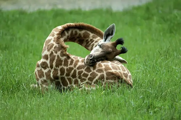 قولنج گردن زرافه رو دارن میشکونن! لوس شدنش رو ببینی غش میکنی براش