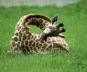 قولنج گردن زرافه رو دارن میشکونن! لوس شدنش رو ببینی غش میکنی براش