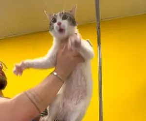 طنز حیات وحش / گربه ای که حاصل دست کانگورو با گربست میخوان حمومش کنن میترکی از خنده