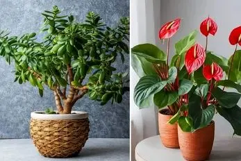 گیاهان آپارتمانی روزی رسان و شانس آور؛ آشنایی با زیبارویان سبزی که خوش یمن نیز هستن