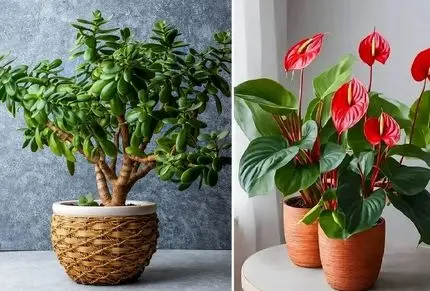 گیاهان آپارتمانی روزی رسان و شانس آور؛ آشنایی با زیبارویان سبزی که خوش یمن نیز هستن