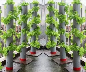 ایده های خلاقانه؛ این آقا با لوله تو تراس خونش کاهو کاشته باغچه ایستاده به این میگنا