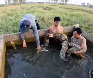 جذابیت های حیات وحش؛ نبرد آقاهه و رفقای کله خرش با پیتون غول تو استخر