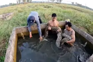 جذابیت های حیات وحش؛ نبرد آقاهه و رفقای کله خرش با پیتون غول تو استخر