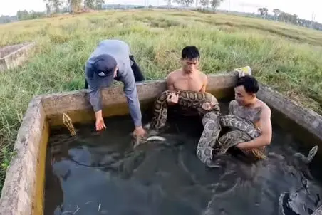 جذابیت های حیات وحش؛ نبرد آقاهه و رفقای کله خرش با پیتون غول تو استخر